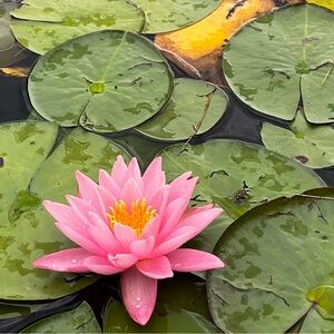 Meet your Posher, Evelyn